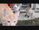 ねこねこ生活/53　会社猫に囲まれる主
