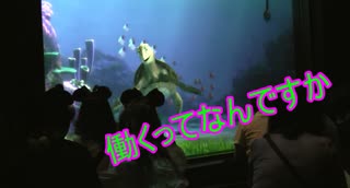 働くってなんですか【タートルトーク】東京ディズニーシー