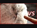 ヒメウズラ VS 指 【Quail vs. Fingers】鹌鹑VS手指