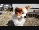 庭をよちよち歩くワンコ（パピヨン）5