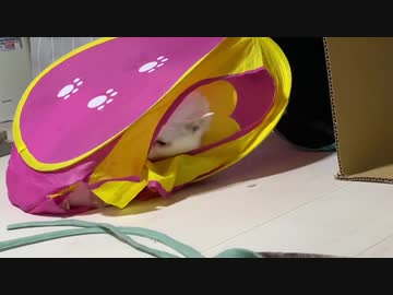 子猫部屋おじさん、子猫部屋にハマって抜け出せなくなる