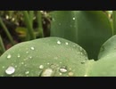風見芳明
