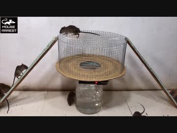 ホモと学ぶネズミトラップ.eletricwater
