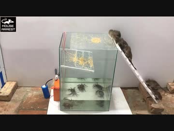 ホモと学ぶネズミトラップwithカニ