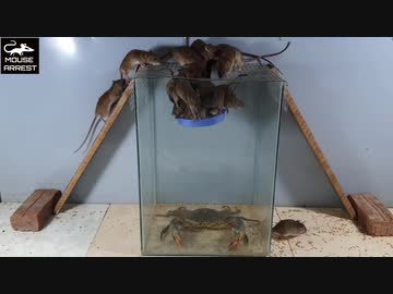 ホモと学ぶネズミVS巨大カニ兄貴