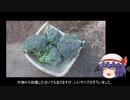 ゆっくり農民136ブロッコリーを育ててみませんか？#2