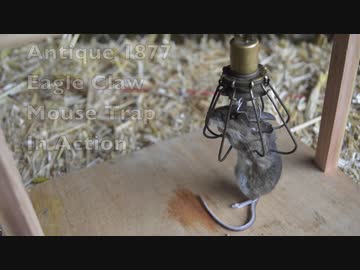 ホモと学ぶネズミトラップ.arm