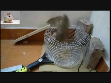 ホモと学ぶネズミトラップ.acceleration