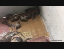 Mouse Trap glue 虐待おじさん登場