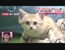 砂漠の天使　スナネコの赤ちゃん公開始まる
