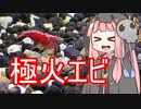 【アクアリウムVOICEROID部】死神茜ちゃんのアクアリウム日記5【硝酸塩対策その2と極火エビ】