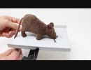 ホモと学ぶ優しいネズミトラップ