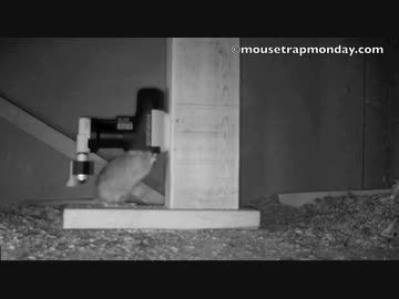 ホモと学ぶ人道的ネズミトラップ2