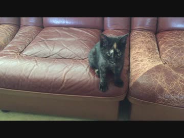 まったり子猫あずき