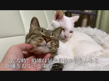 ミスター母性猫、育てた子猫に愛情をお返しされる