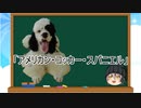【ゆっくり解説】犬種２７：アメリカン・コッカー・スパニエル
