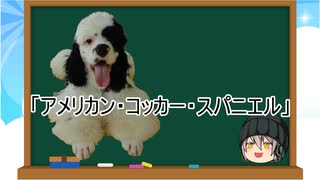 【ゆっくり解説】犬種２７：アメリカン・コッカー・スパニエル