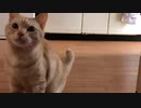 ちゃくれ　14歳誕生日　枠