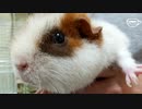 【モルモット動画】モルモットのお家をプチリメイク【東北きりたん】