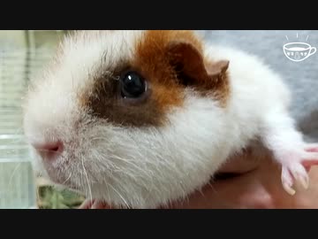 【モルモット動画】モルモットのお家をプチリメイク【東北きりたん】