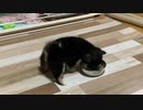 【豆柴】生後2ヶ月の子犬の食事【癒される】