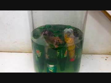 ホモと学ぶネズミトラップ.green