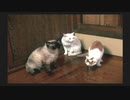 【街～運命の交差点～】いい歳して都会に憧れているわしが朗読プレイ Part55