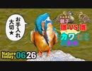 0626【ふっくらカワセミさん】カルガモ親子雛同士のバトル□【今日撮り野鳥動画まとめ】身近な生き物語