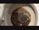 M&M'sとメントスコーラとメントスファンタをトイレに流してみた
