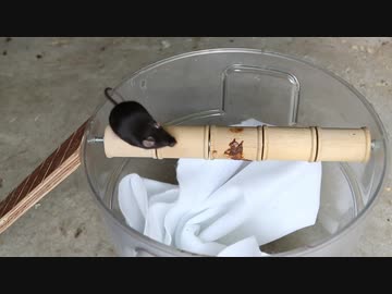 ホモと学ぶマウストラップ.Rolling