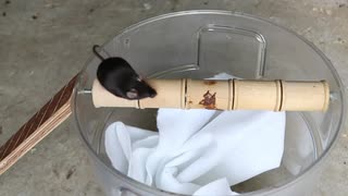 ホモと学ぶマウストラップ.Rolling