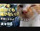 車内で家猫訓練 ３【野良猫の保護まであと10日】