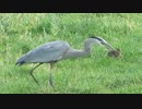 ネズミ vs 恐竜の末裔.hawk