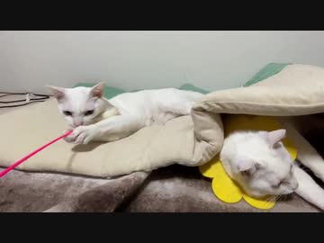 猫がへたくそな白猫たち、シンクロ率100%を計測する