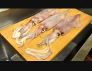 寿司職人による白イカの仕込みから握りまで〜How To Make Red Uroteuthis edulis Sushi〜