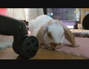 【30分耐久】寝てるうさぎさんをひたすら眺める動画