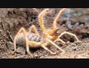最も人を殺している動物ランキングTOP20