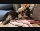 【豆柴】まったり子犬と一休み【可愛すぎて絶句】
