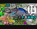 0627【カルガモ親子59日目の成長っぷり】カワラヒワ食ヒマワリ種、カワセミ♂、オナガ水浴び【今日撮り野鳥動画まとめ】身近な生き物語