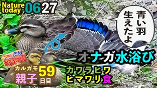 0627【カルガモ親子59日目の成長っぷり】カワラヒワ食ヒマワリ種、カワセミ♂、オナガ水浴び【今日撮り野鳥動画まとめ】身近な生き物語