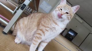 ねこねこ生活/56　くんかくんかした茶々