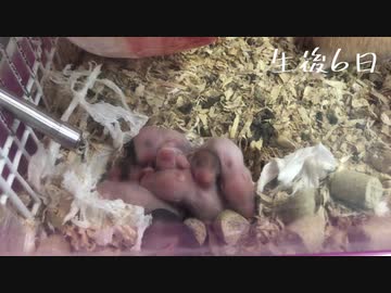 子ゴルハムの成長記録