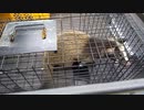 (普通に雑談回ｗ)変態忍者の、有害鳥獣駆除従事活動記・その１１３