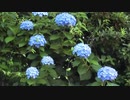 雨の音20200628【作業用BGM】