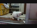 拾い猫の子育て16