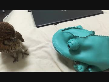 フクロウとカメレオン
