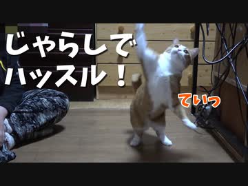 じゃらしでハッスル！どさくさに紛れてセクハラしてみた。