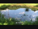 湿地で生き物を探索！