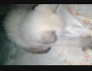 My cat