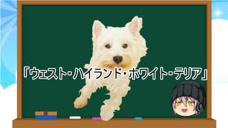 【ゆっくり解説】犬種２８：ウェスト・ハイランド・ホワイト・テリア